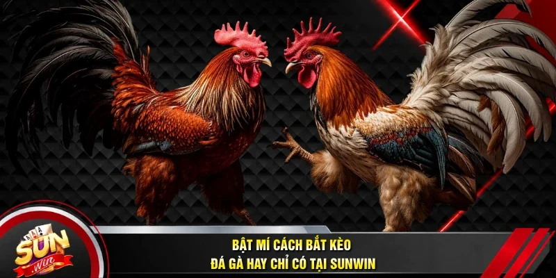 Bật mí cách bắt kèo đá gà hay chỉ có tại Sunwin